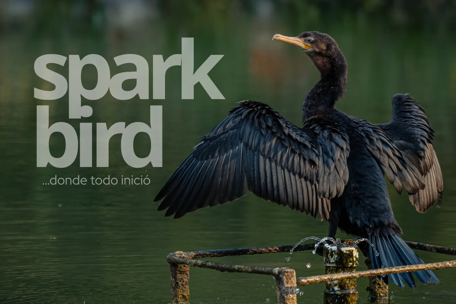 SPARK-BIRD: Donde todo inició