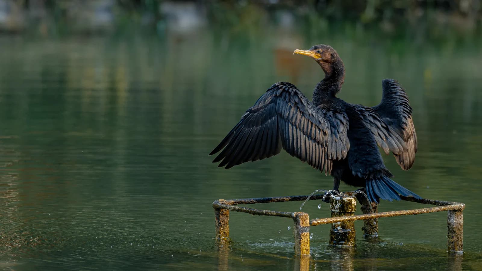 Cormorán Neotropical ("Nannopterum brasilianum"), tomando el sol en una mañana fresca de 2021, en Joyyo Mayu, Tuxtla Gutiérrez, Chiapas.