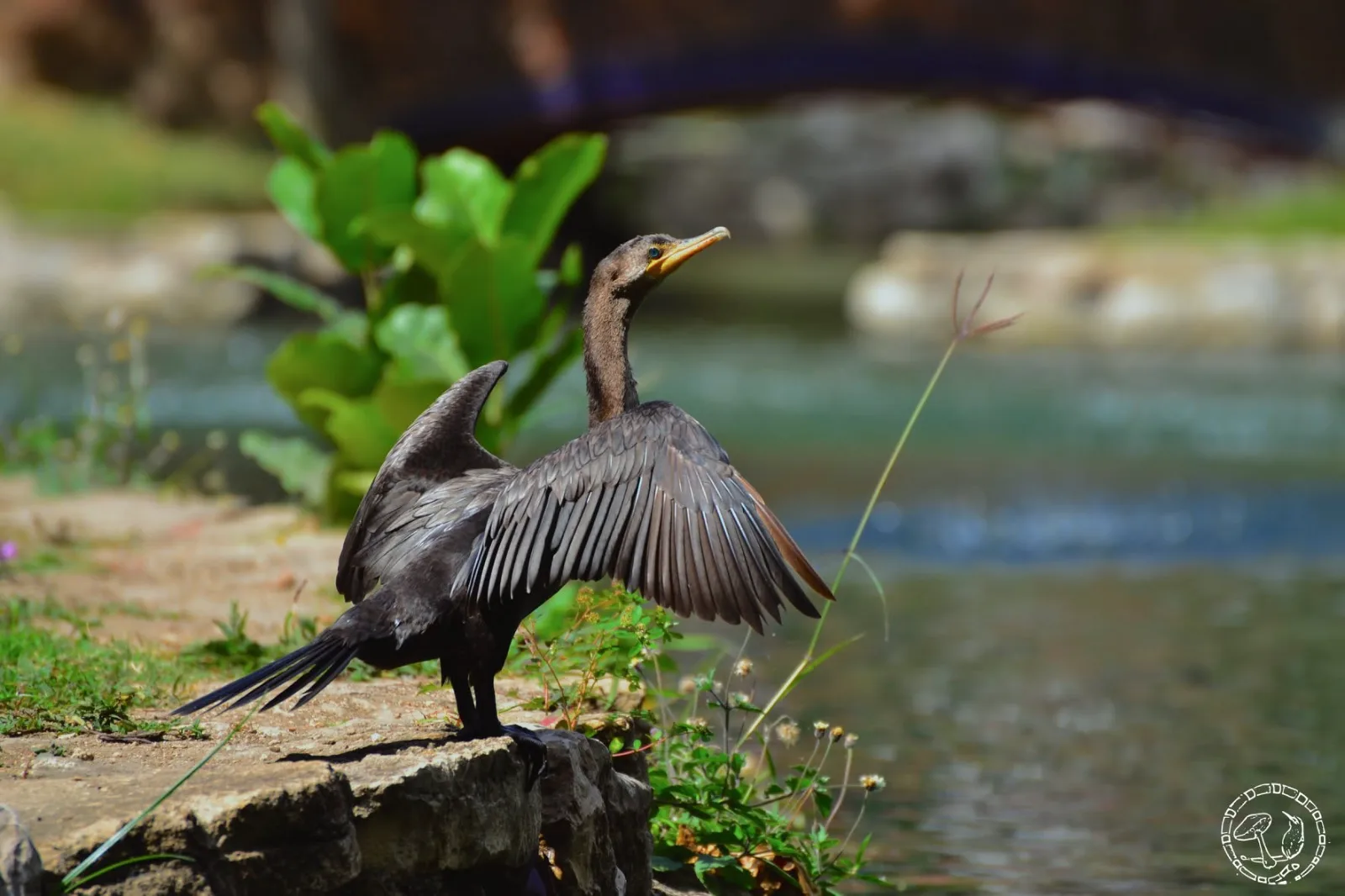 Primeras fotografías del Cormorán de Joyyo Mayu. Diciembre 2016.