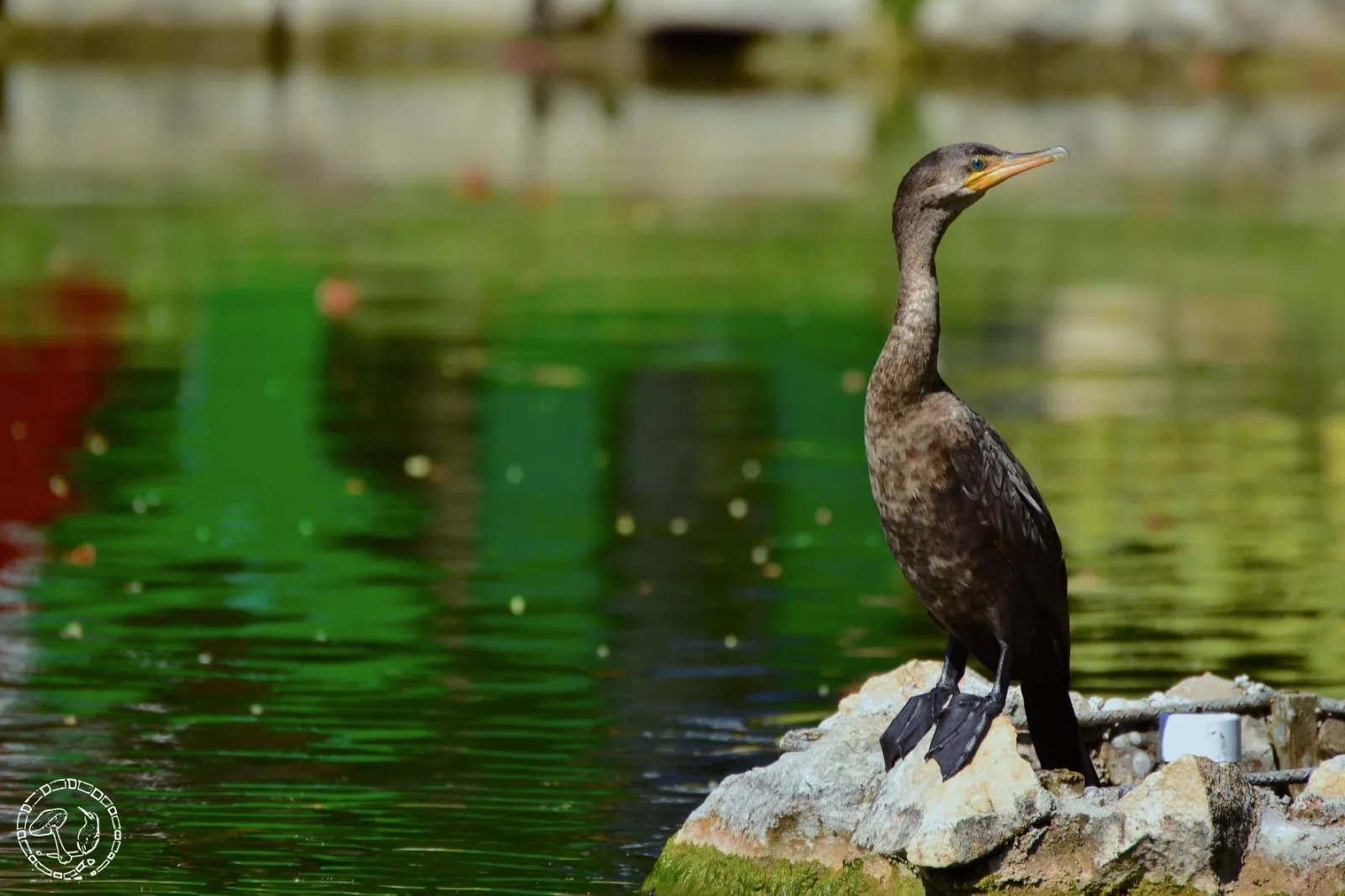 Primeras fotografías del Cormorán de Joyyo Mayu. Diciembre 2016.